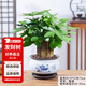 花翁室內辦公盆景綠植盆栽 A級大盆三桿發(fā)財樹（荷韻陶瓷盆）源頭直發(fā)