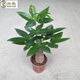 孫凱（SUNKAI）發(fā)財樹(shù)苗盆栽辮子獨桿小盆景金錢(qián)樹(shù)發(fā)財樹(shù)盆栽辦公客廳室內植物