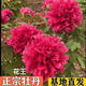 牡丹花苗大苗觀(guān)賞牡丹重瓣大花陽(yáng)臺盆栽庭院地栽耐寒耐熱牡丹樹(shù)苗 花王5-8分枝+送肥料 裸根不帶土