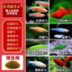 卡奇魚(yú) 斑馬魚(yú) 淡水魚(yú) 觀(guān)賞魚(yú) 小型觀(guān)賞魚(yú) 熱帶魚(yú) 蝶翼斑馬熒光好養易活 八色套餐C（圖上每種各5條）