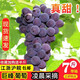 浙江浦江巨峰葡萄新鮮當季孕婦水果5斤整箱農(nóng)場現(xiàn)摘自然成熟整串 5斤