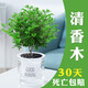 想開(kāi)正宗清香胡椒木盆栽防驅蚊草植物好養室內花卉綠植樹(shù)苗盆景 清香木+透明懶人盆