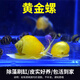 黃金螺觀(guān)賞螺淡水斑馬螺吃魚(yú)龜便清潔魚(yú)缸青苔除藻工具螺擦玻璃螺 黃金螺1~1.6cm3只 除藻吃魚(yú)龜便