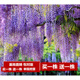 【2株裝 開(kāi)花多】長(cháng)穗豐花紫藤花苗爬藤植物藤蔓紫藤花樹(shù)苗蘿老樁盆栽四季開(kāi)花庭院 長(cháng)穗重瓣紫藤5年苗(2株裝) 不含盆