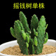 迷你仙人球仙人掌科盆栽辦公室盆栽 多肉植物室內(nèi)植物 搖錢樹 不含盆