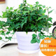 綠有意萬年青盆栽植物室內大型綠植吸甲醛凈化空氣四季常青大葉金鉆好養(yǎng) 常春藤20cm(白色螺紋盆) 含盆