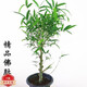 佛肚竹盆景竹苗 室內常青客廳盆栽綠植 羅漢竹庭院假山吸水石竹子D7 4-5棵小苗不帶肚子 精品佛肚竹5年苗一棵