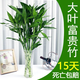 富貴竹水培植物盆栽水養客廳辦公室綠色吸甲醛綠蘿發(fā)財樹(shù)花卉開(kāi)花 富貴竹70-80厘米6棵+生根粉