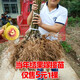 紅心獼猴苗桃苗南方北方種植  嫁接苗獼猴桃樹(shù)果苗 地栽盆栽 爬藤果樹(shù)苗 8年苗【結果爆多】 50cm(含)-60cm(不含)
