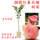 胭脂紅番石榴苗香甜軟糯四季開(kāi)花結果庭院陽(yáng)臺盆栽紅心番石榴樹(shù)苗 1棵胭脂紅2年嫁接苗 60cm(含)-69cm(含)
