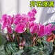 愛你一萬年仙客來盆栽花苗兔耳花四季開花耐寒好養(yǎng)大花陽臺(tái)室內(nèi)花卉蝶衣花 【花期帶花】紫羽毛（仙客來）+肥料