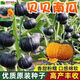 貝貝南瓜種子高產(chǎn)甜糯種籽綠貝貝板栗南瓜籽四季春秋庭院蔬菜種子 綠貝貝南瓜種子【甜糯板栗味】 【推薦】精選原裝【1包約25?！? title=