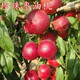 嫁接桃樹(shù)苗【 珍珠棗油桃】樹(shù)苗 珍珠棗油桃苗奇跡果珍珠棗桃 3年苗明年結果 81cm(含)-110cm(含)