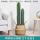 量天尺仙人掌仙人柱多肉盆栽植物網(wǎng)紅北歐風(fēng)中大型客廳辦室內盆栽 兩顆組合55+35cm帶根須(不含盆)