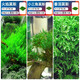瘋狂水草（FKSC）莫斯水草活體植物魚(yú)缸造景底部前景套餐懶人陰性莫斯樹(shù)沉木水榕 新手推薦莫斯組合