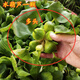 水里養(yǎng)的花植物挺水植物 水培水浮蓮 水養(yǎng)水族箱龜缸池 水葫蘆10顆 裸根不帶土