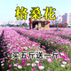 簡(jiǎn)雪花卉種子花籽四季種易活四季開(kāi)花室外鮮花盆栽種植庭院室內多年生 高桿混色格?；?斤
