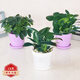 蝴蝶之舞 金鉆豆瓣綠發(fā)財樹(shù)植物室內花卉小綠植 吊蘭文竹花苗綠植盆栽 【套餐】金鉆+豆瓣綠+八方來(lái)財 含盆