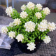 多肉植物帶盆綠植花卉盆栽貴貨老樁群生玉樹(shù)玉露仙人掌肉肉 奶油玉墜12cm栽好【15-20頭】