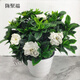 瑰季輕奢梔子花盆栽花卉植物室內(nèi)花陽臺(tái)綠植好養(yǎng)桅子花草樹苗大棵 梔子花自動(dòng)吸水盆白色