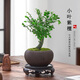 開(kāi)時(shí)果 小葉紫檀盆栽桌面綠植黑骨茶 好養活辦公室植物盆景源頭直發(fā)包郵 獨桿款：舍得紫砂盆+苔蘚+底托