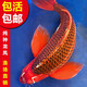 錦鯉活體德系紅松葉龍鳳錦鯉魚苗火鳳凰長尾冷水酒店庭院觀賞魚 20-22cm一條
