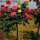 南陽(yáng)嫁接樹(shù)狀月季花苗庭院盆栽地栽樹(shù)樁月季樹(shù)特大花濃香開(kāi)花 樹(shù)樁多色1.5公分 不含盆