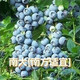 種花迷仟草集藍莓樹苗盆栽地栽藍梅樹當年結果 奧尼爾藍莓 南方北方果樹 南大 3年苗
