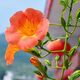 上客來(lái)耐寒凌霄花苗爬藤開(kāi)花植物庭院垂吊花卉攀援凌宵花園林綠化苗 三年苗約1.5厘米粗 不含盆