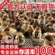 小雞活苗小雞仔土雞苗三黃雞苗五黑雞蘆花雞綠殼蛋雞苗 土雞苗(50只裝)打好疫苗