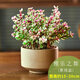 一名花匠（YIMINGHUAJIANG）盆栽多肉植物組合新款爆盆多肉老樁花卉 素燒盆 含盆