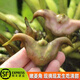 洪湖新鮮嫩菱角生吃清甜棱角現(xiàn)摘青菱角生吃菱角米蓮角嫩菱果 嫩菱角 2斤順豐