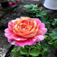 意軒月季特大花濃香果汁陽臺庭院花卉植物盆栽薔薇四季玫瑰花苗帶花苞 莫奈(灌木月季開花季節(jié)帶花) 小苗含營養(yǎng)缽