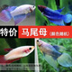 泰國斗魚活體半月純白超美獅王馬尾熱帶魚泰斗淡水耐養(yǎng)魚觀賞魚缸 馬尾斗魚（母）顏色隨機(jī) 1條