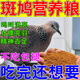 跑來跑去斑鳩專用糧食幼鳥專用飼料特級小顆粒鴿子食糧幼鴿鸚鵡通用營養(yǎng)糧 400g 1瓶 【鉅惠促銷】