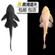 奇溢自然活體魚缸除藻小魚工具金苔鼠魚女王豹紋淡水魚清潔用品 黃夫+黑夫6-7cm各1條