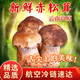 高原云品新鮮赤松茸 云南姬松茸 煲湯火鍋食材 航空冷鏈發(fā)貨 家宴美食 2000克