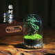 創(chuàng  )意小盆栽辦公室內綠植生態(tài)瓶耐養花卉盆景生態(tài)造景套餐成品種好 榆樹(shù)（成品種好）