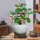 小盼菩提樹盆栽綠植物室內(nèi)花盆景辦公室桌面觀葉四季客廳好養(yǎng)活樹 菩提【帶果發(fā)貨】圓石墩陶瓷底座 帶盆栽好
