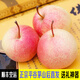 禾人貢梨佛見(jiàn)喜 平谷茅山后 慈禧太后欽點(diǎn) 流傳在京城上層人士的貢梨 單果5兩+12枚【特級精品禮盒裝】