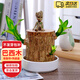 iosn巴西木格魯特小樹人辦公室綠植盆栽室內(nèi)桌面水培景觀植物幸運(yùn)木花 巴西木+陶瓷托盤+格魯特+營養(yǎng)液