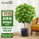 愛優(yōu)尚桂花樹苗四季桂盆栽可食用開花香室內(nèi)外陽臺客廳原盆源頭直發(fā)