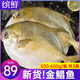 繽鮮 國產(chǎn) 新鮮冷凍金鯧魚(yú)凈重 500-600g/條 3條裝 源頭直發(fā)