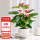 花行榜 水培白掌盆栽花卉植物綠植鴻運(yùn)當(dāng)頭 紅掌（細(xì)紋陶瓷盆）源頭直發(fā)