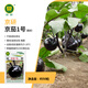 京研圓茄子種子紫黑油亮圓茄子苗四季易種陽(yáng)臺盆栽大棚農科院蔬菜籽孑 京茄1號 約50粒
