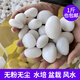 君吻天然白色鵝卵石漢白玉石拋光雨花石魚(yú)缸花壇裝飾風(fēng)水石白石頭造景 瓷白鵝卵石1-2厘米1斤
