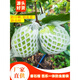 番石榴套袋網(wǎng)袋芭樂(lè )防蟲(chóng)網(wǎng)袋專(zhuān)用一體泡沫包裝袋石榴袋水果網(wǎng)套 厚款100套