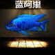 瀚幻三湖慈鯛中大型活體熱帶觀(guān)賞魚(yú)馬鯛伊巴卡藍六間非洲王子藍面財神 藍阿里8-10cm 1條