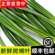 辰實(shí) 【發(fā)順豐】新鮮香蘭葉 斑斕葉現(xiàn)摘 班蘭葉可做斑斕蛋糕千層糕 1斤【新鮮斑斕葉 順豐快遞】