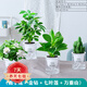 櫻霞【順豐上門】花卉植物室內(nèi)桌面凈化空氣水培小綠植好養(yǎng)活驅(qū)蚊盆栽 萬重山+梔子花+七葉蓮+金鉆 帶盆